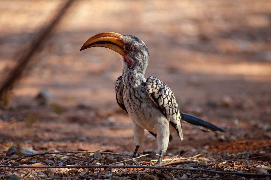 Southern yellow-billed hornbill, Etosha National Park, Namibia