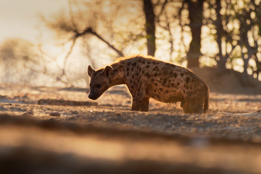Spotted Hyena - Crocuta crocuta after meals walking in the park. Beautiful sunset in Mana Pools. Zimbabwe, looks like from hell
