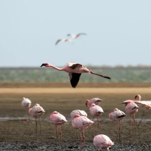 Swakopmund Flamingos 1 - Photo Credits - Hotels & Hand Luggage (Sarah Andy)
