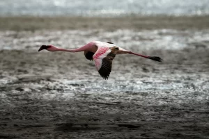 Swakopmund Flamingos 2 - Photo Credits - Hotels & Hand Luggage (Sarah Andy)