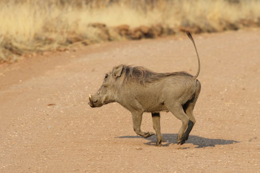 Tail up warthog Phacochoerus africanus Hwange National Park Zimbabwe