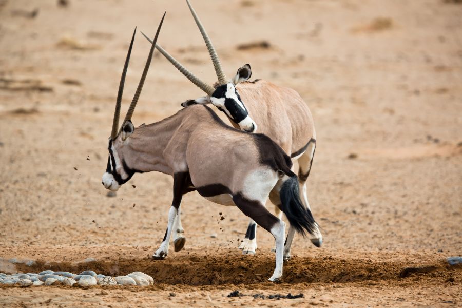 Two Oryx's Head-butting in Namibia