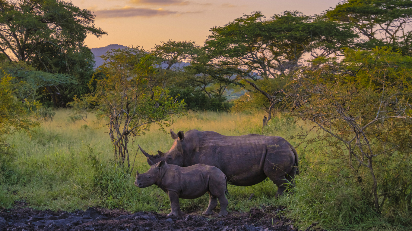 10 Animals You Can Expect to See in South Africa – Drive South Africa