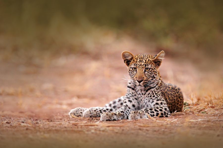 Young African Leopard, Panthera pardus shortidgei, Hwange National Park, Zimbabwe. Beautiful wild cat sitting on the gravel road in Africa. Wildlife scene from the nature. Cute leopard cub