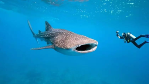 Whale Shark Swimming through the Ocean