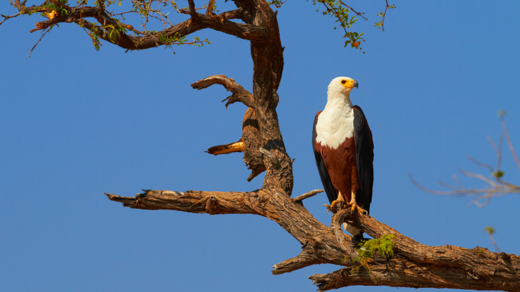 Fish eagle in a tree on the banks of the Chobe River, Botswana