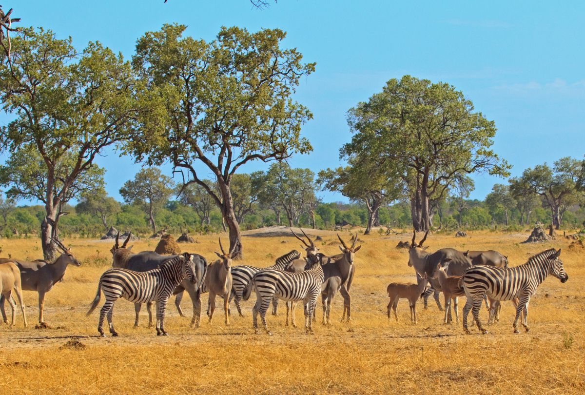 South Luangwa Plains with Zebra & Eland