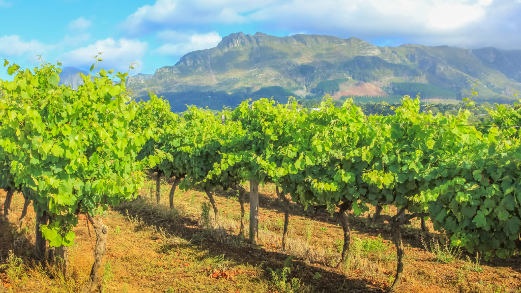 Vineyards in Stellenbosch, South Africa