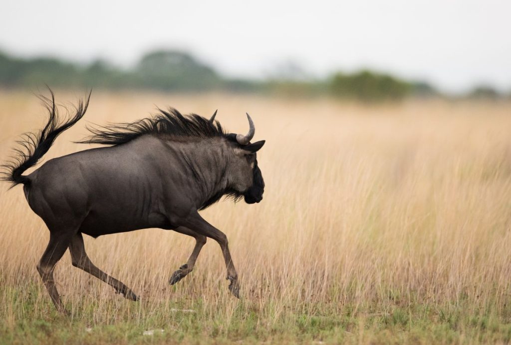 Wildebeest running across the plains at Liuwa Plains National Park, Zambia