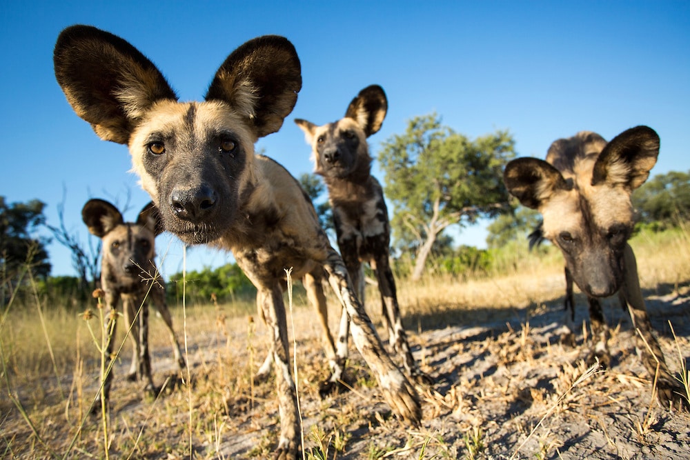 Pack of curious African wild dogs in Moremi Game Reserve, Botswana.