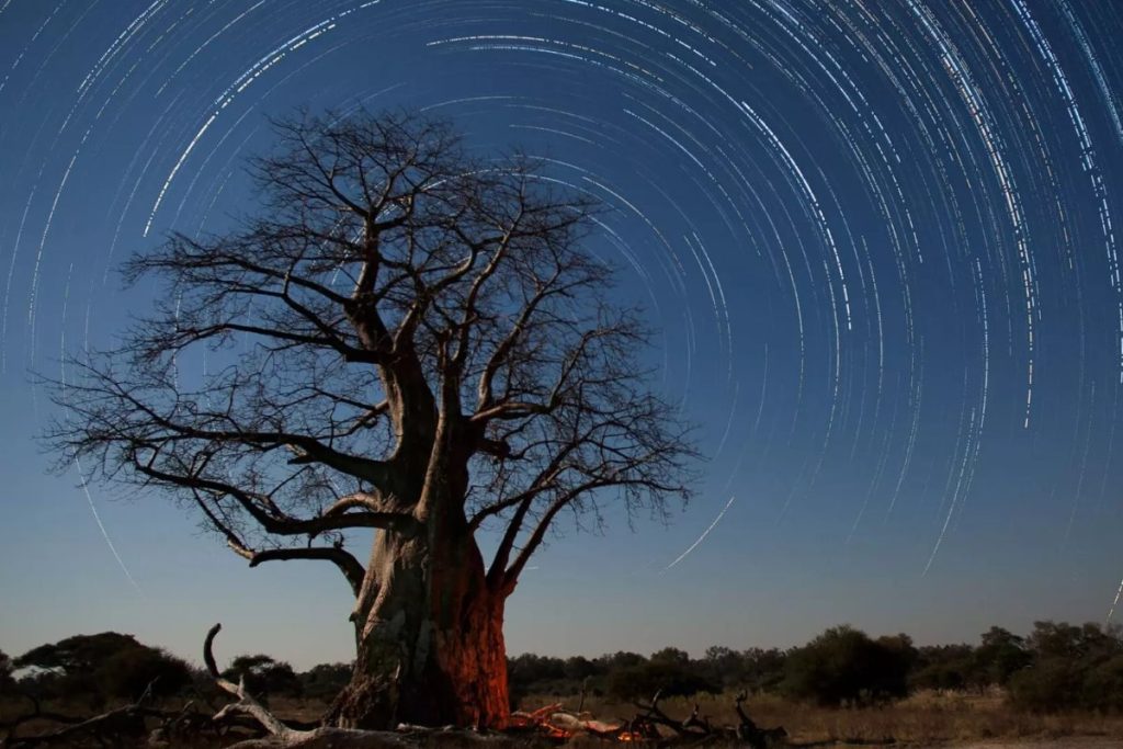 Baines' Baobab in Botswana at night.