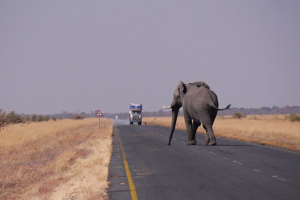 An elephant crosses the road in Botswana.