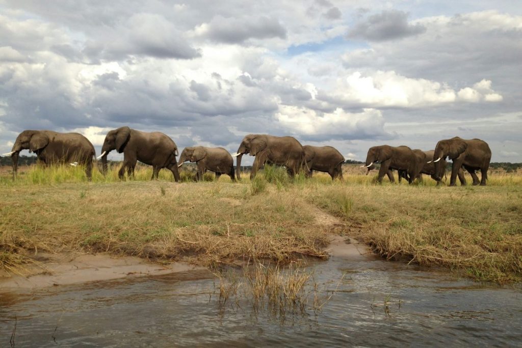 Elephants walk through Chobe National Park.