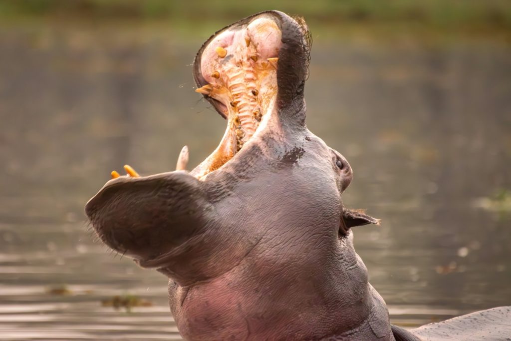 A hippo yawns in Botswana.