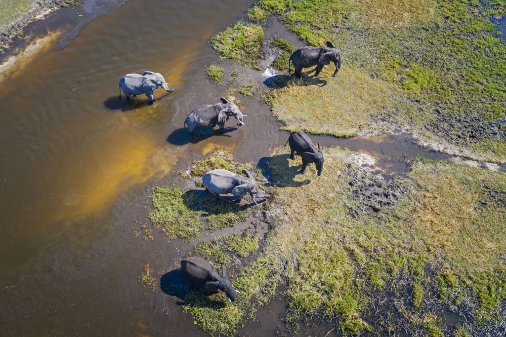 Aerial view of a group of African elephants (Loxodonta africana) in Khwai river, Moremi National Park in Botswana, Africa.
