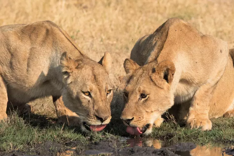 A lion and lioness drinking some water in Hwange National Park, Zimbabwe