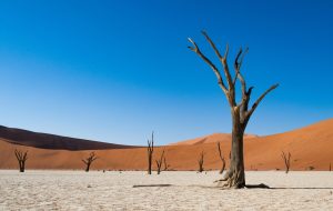 Dead Vlei in Sossusvlei, Namibia.