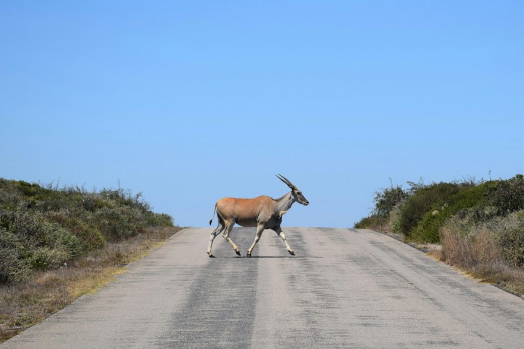 An eland crosses the road in West Coast National Park during a road trip.