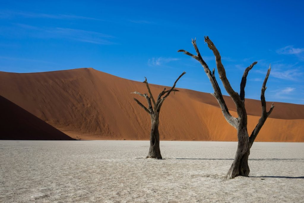 Dead trees at Deadvlei in Namibia.
