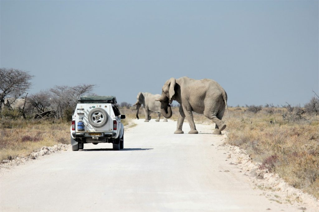 Elephants cross the road near the Olifantsrus Namibia camping site in Etosha National Park.