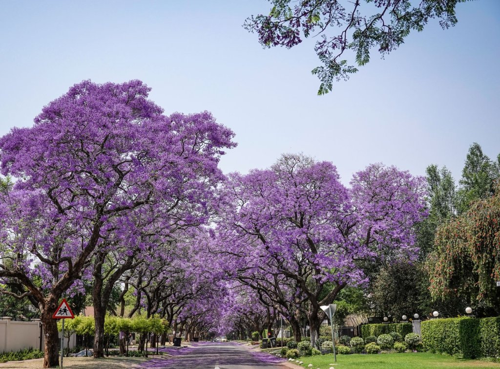 Jacaranda trees with purple blossoms lining both sides of a street in Johannesburg, South Africa.