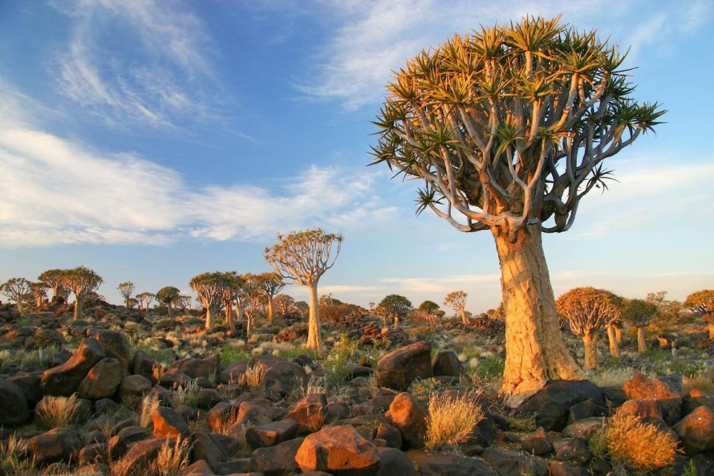 A quiver tree forest in Namibia.
