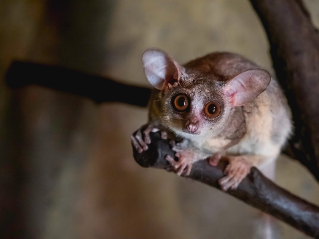 A bushbaby (galago) in a tree.