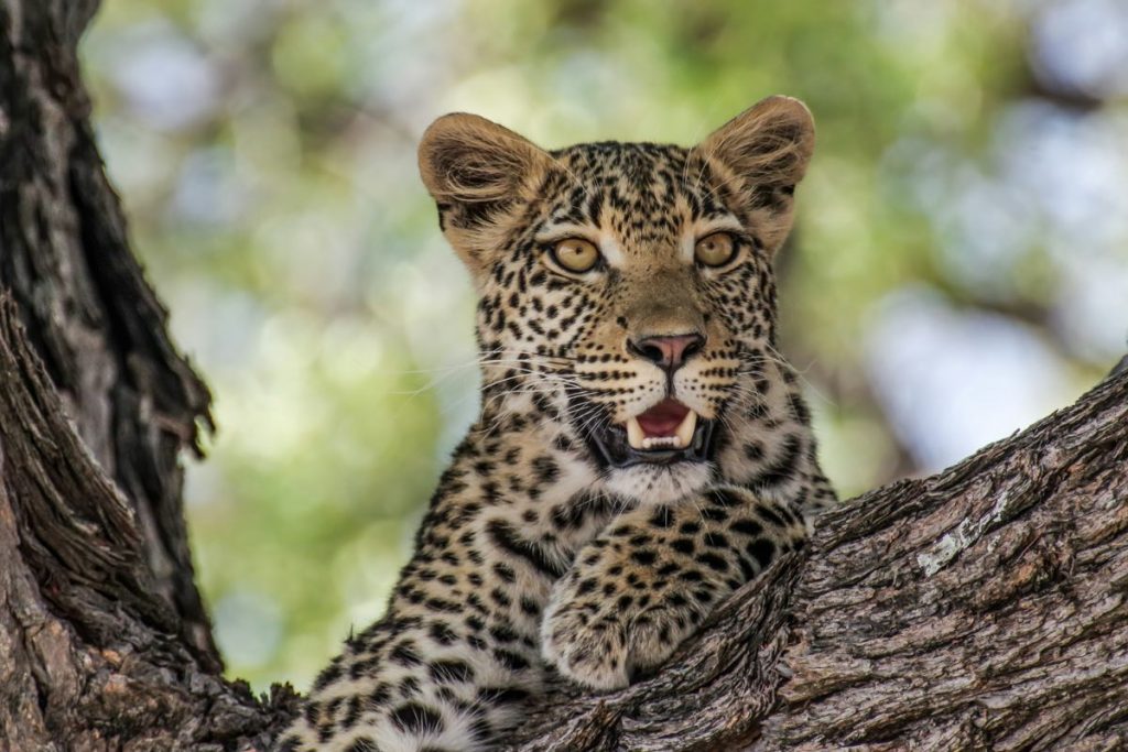 A leopard in a tree.