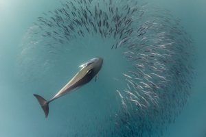 A dolphin hunts sardines during the Sardine Run.