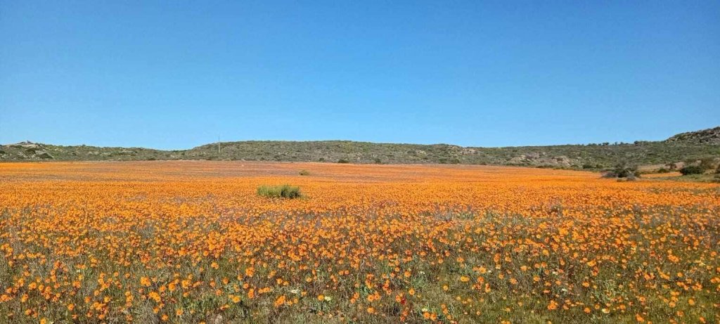 Namaqualand National Park covered in a carpet of vibrant orange blooms.