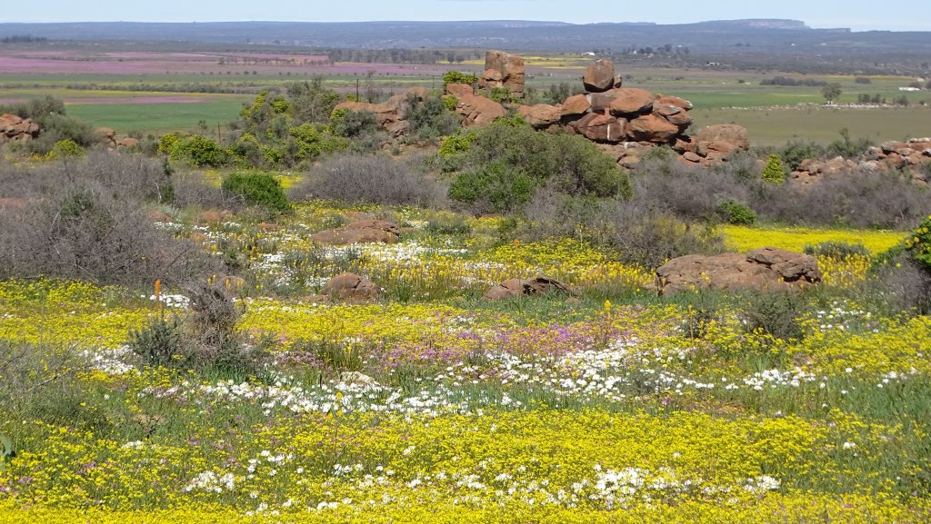 Spread of wildflowers in Hantam National Botanical Garden, Northern Cape, South Africa.