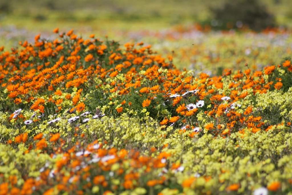 Vibrant array of wildflowers in Namaqualand, South Africa.