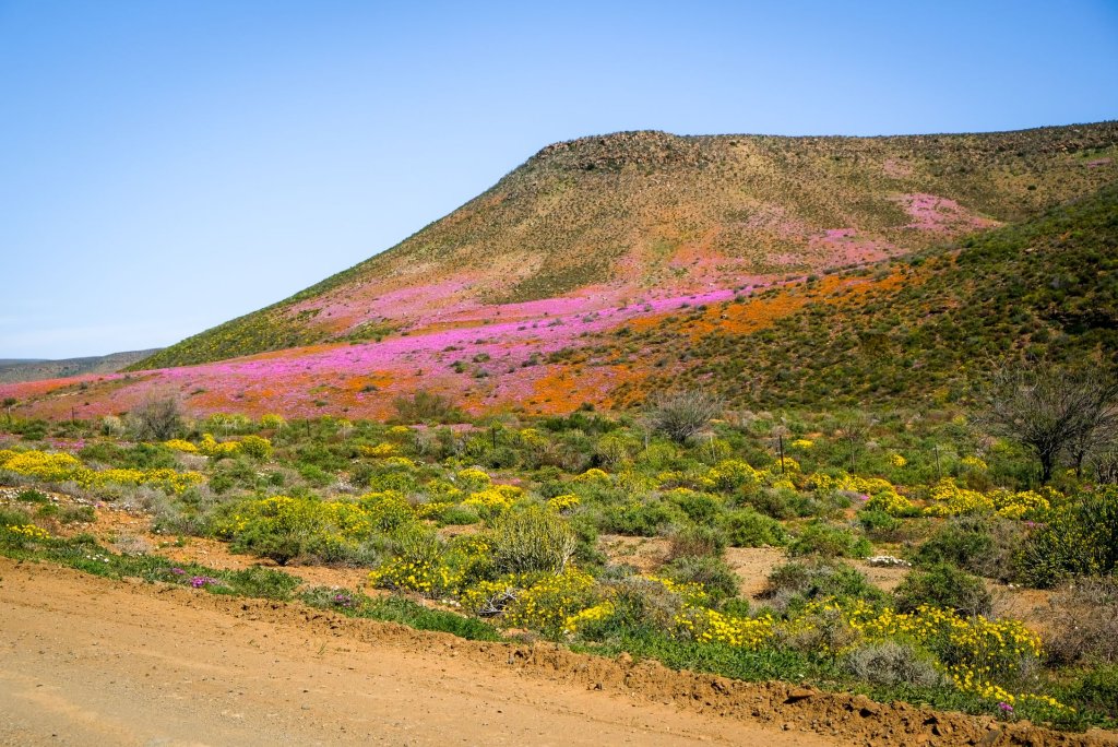 A colourful array of wildflowers spread across a hilltop in Clanwilliam, South Africa.