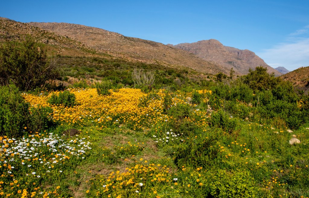 An array of yellow and white wildflowers in Clanwilliam, South Africa.