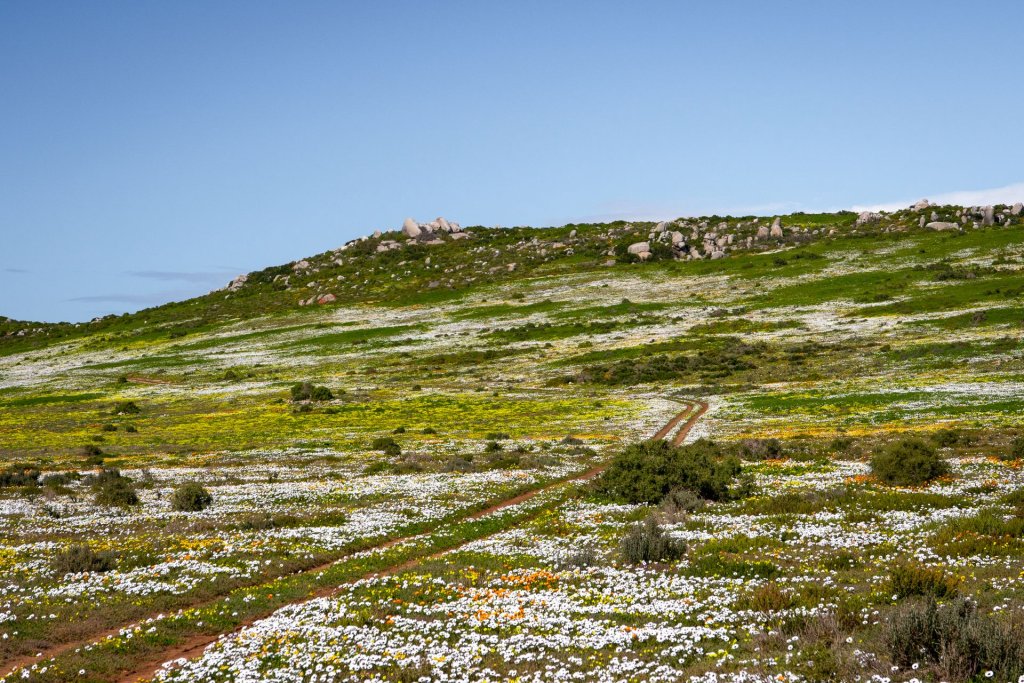 Wildflowers spread along a dirt road track in the West Coast National Park, South Africa.