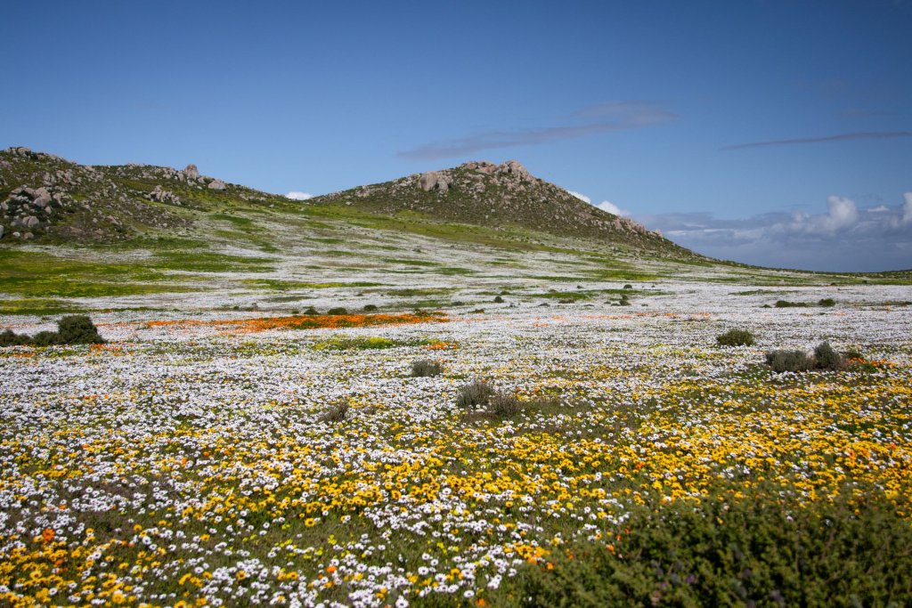 An endless carpet of yellow, orange and white wildflowers spread across the landscape in the West Coast National Park, South Africa.