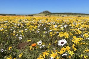 Wildflowers on the West Coast.