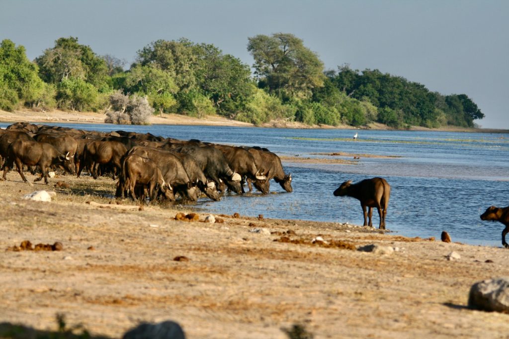 Buffalo herd, Chobe Riverfront - TravelAfricaYourWay