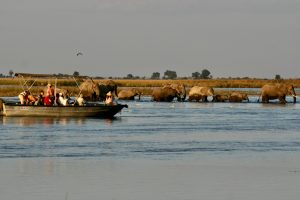 Elephants crossing the Chobe River - TravelAfricaYourWay