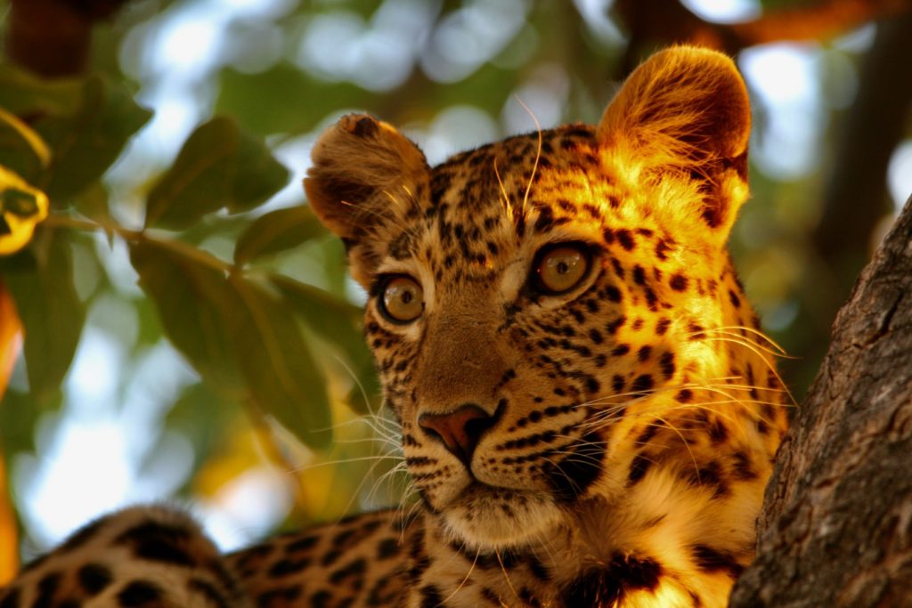 Moremi Leopard - TravelAfricaYourWay