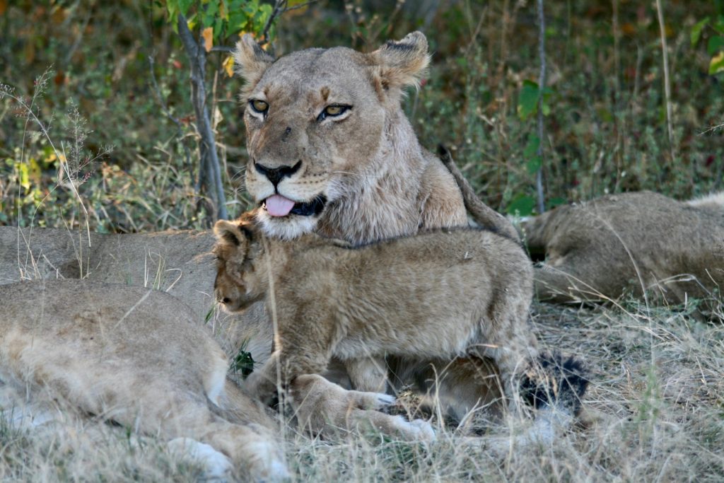 Moremi Lioness and Cub - TravelAfricaYourWay