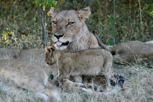 Moremi Lioness and Cub - TravelAfricaYourWay