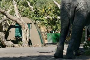 Savuti Campsite - TravelAfricaYourWay