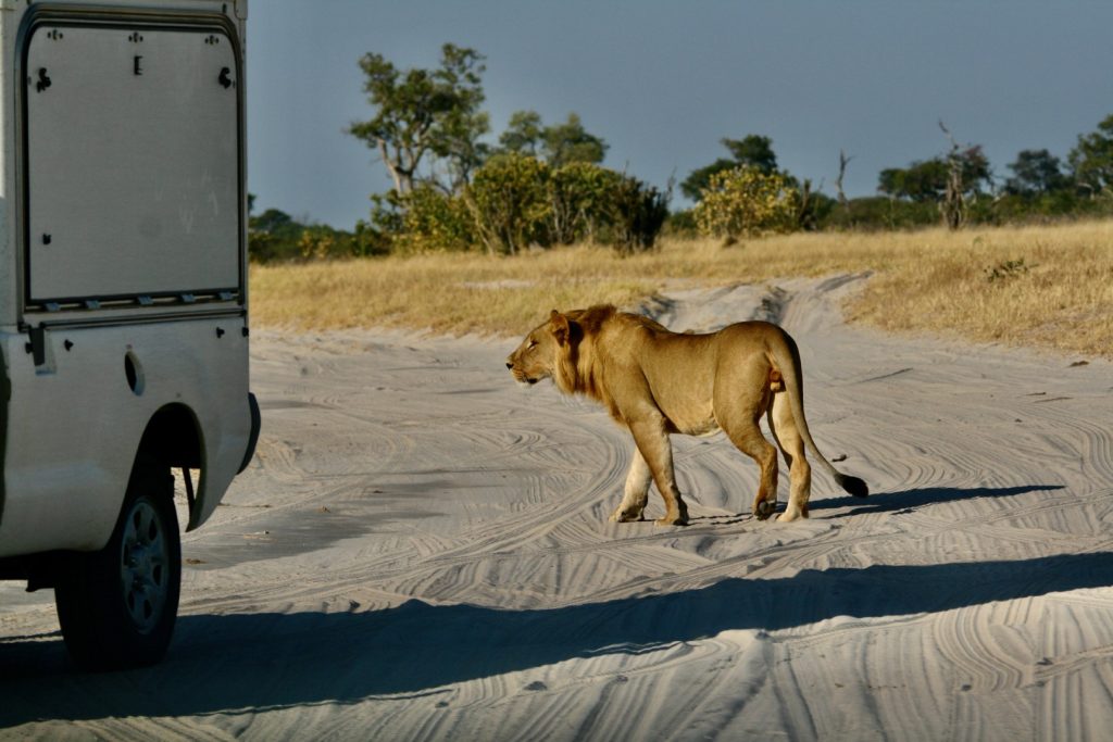 Savuti lion and self drive vehicle - TravelAfricaYourWay