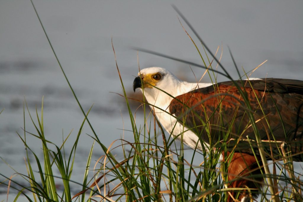 Third Bridge Fish Eagle - TravelAfricaYourWay