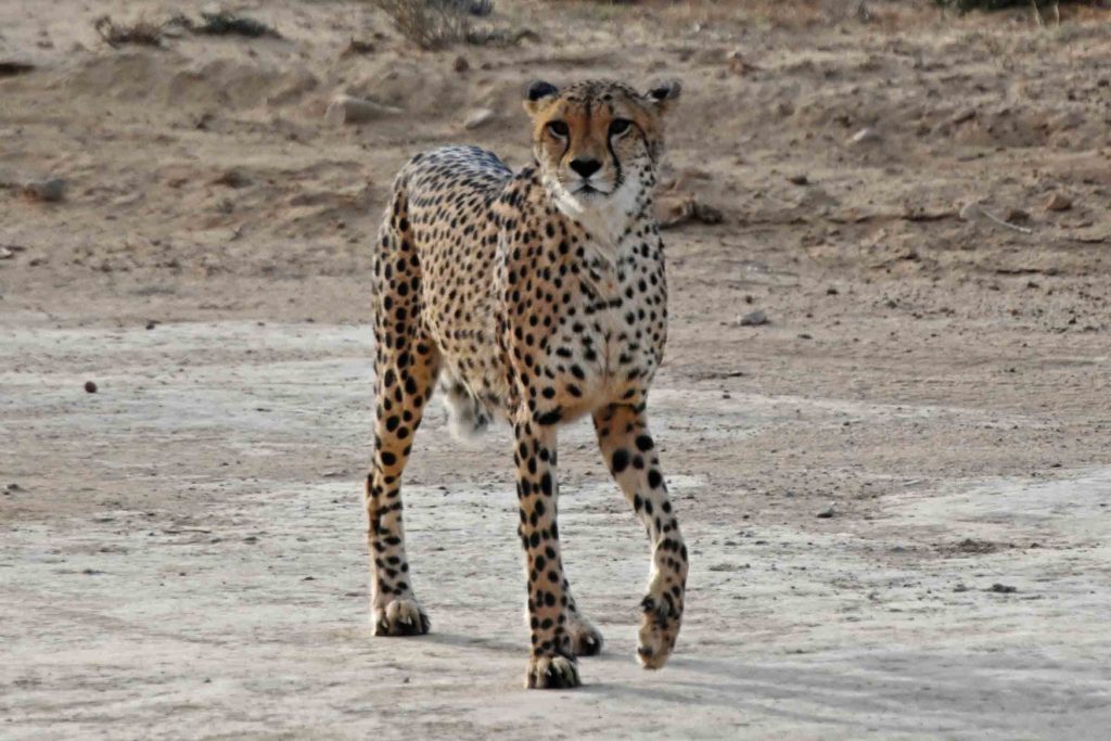 A cheetah at Inverdoorn Game Reserve.