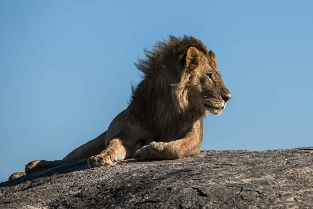 A lion on a rock.