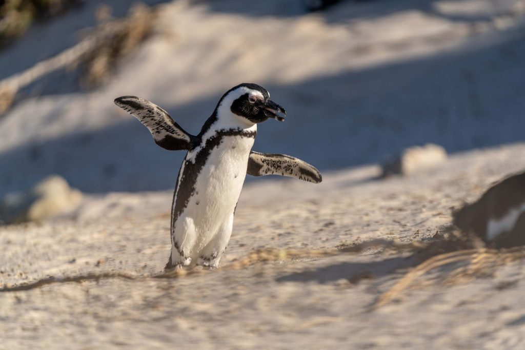 An African penguin in Cape Town.