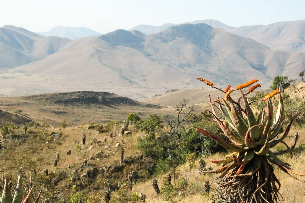 An aloe growing in the Barberton Mountains.