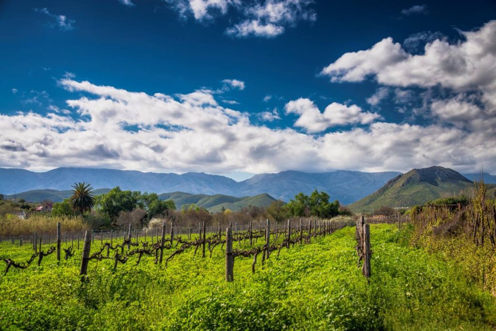 A vineyard in Calitzdorp.